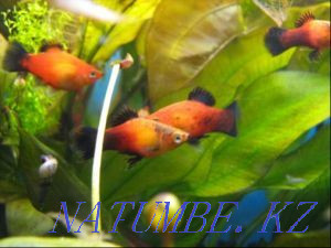Aquarium fish in a pet store Aquarium Almaty - photo 4