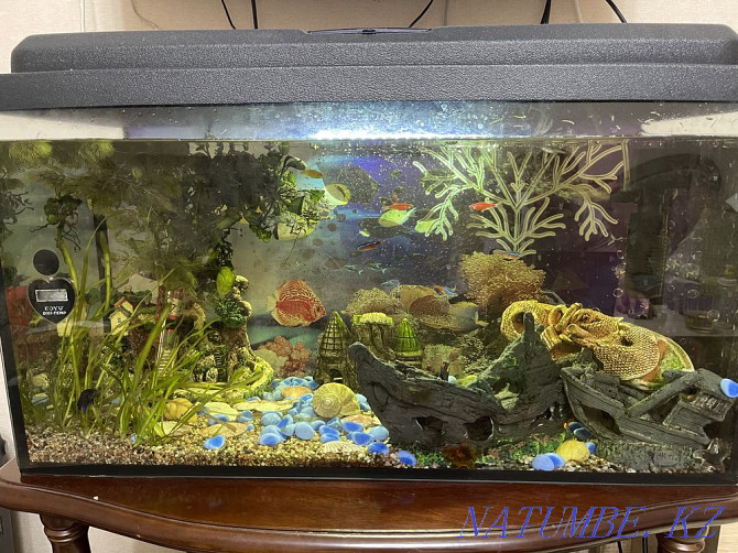 Aquarium for sale with all fish and accessories Astana - photo 1