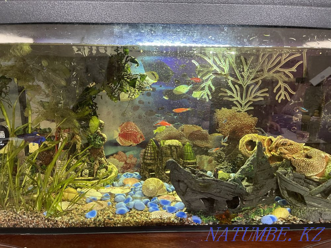 Aquarium for sale with all fish and accessories Astana - photo 2
