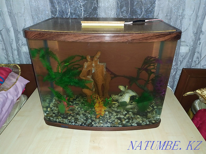 白色珊瑚。便宜的水族馆。 Алматы - photo 4