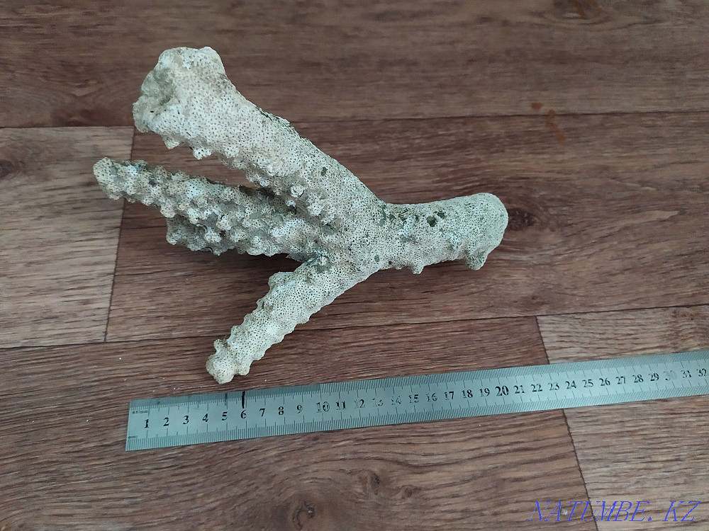 Маржан ақ. Қымбат емес аквариумдар.  Алматы - изображение 1