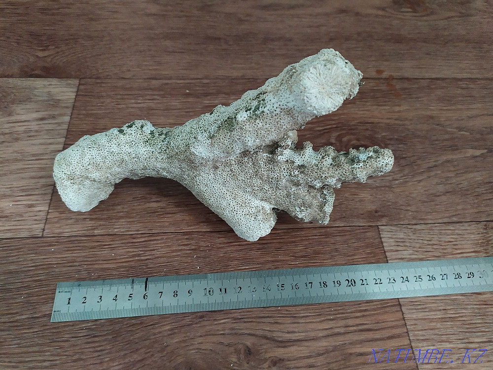 Маржан ақ. Қымбат емес аквариумдар.  Алматы - изображение 2