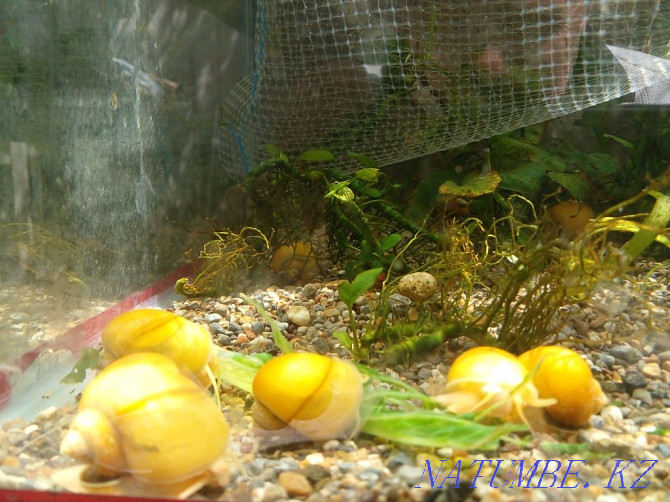 Aquariums to order. Aqua soil. Astana - photo 2