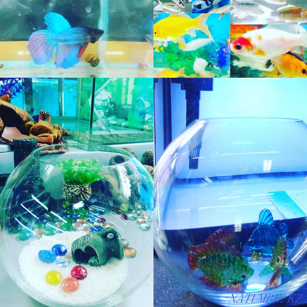 aquariums. Navoi Toraigyrov (above Shahristan) Almaty - photo 3