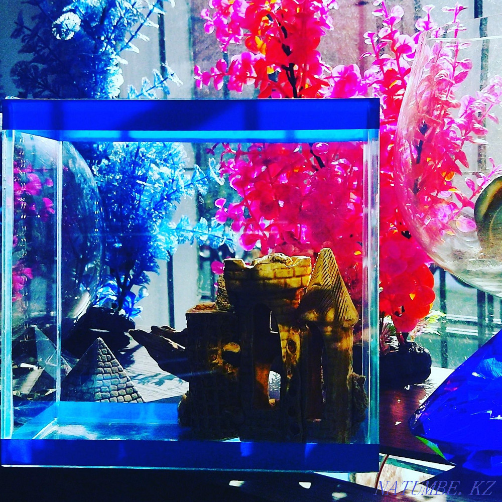 aquariums. Navoi Toraigyrov (above Shahristan) Almaty - photo 1