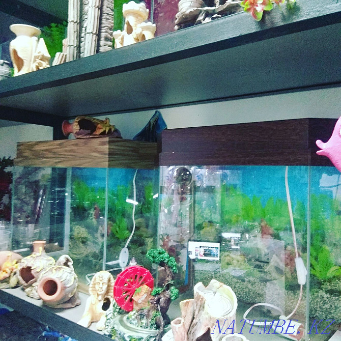 Aquariums 50L in Afalina. Almaty - photo 1