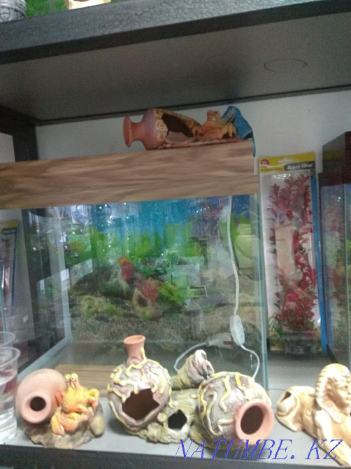 Аквариумы 50л в Афалине. Алматы - изображение 3
