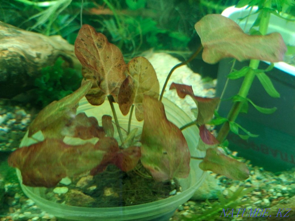 Аквариумы и террариумы на заказ Байтерек - изображение 3