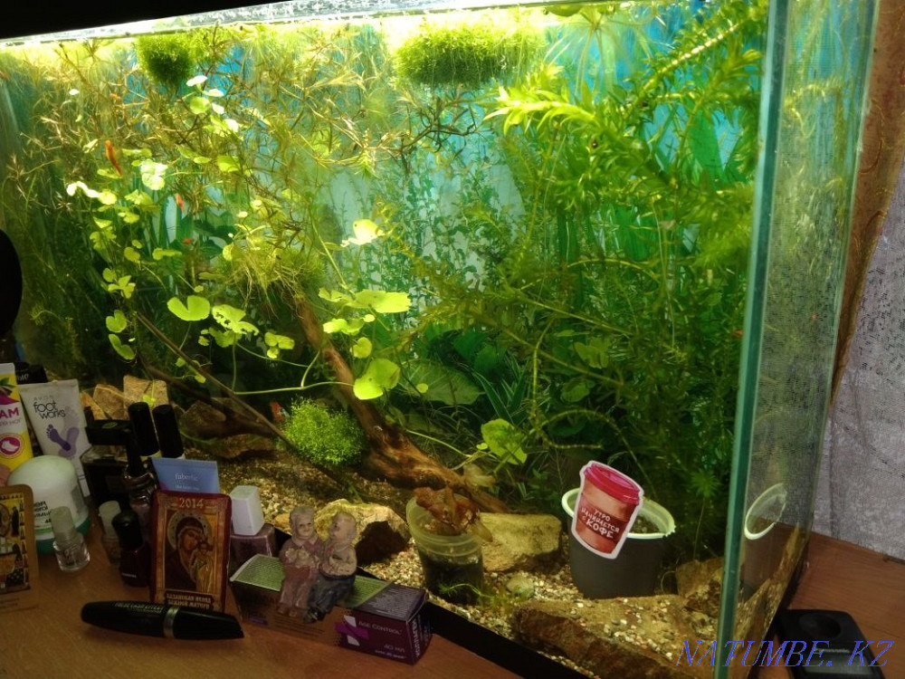 Аквариумы и террариумы на заказ Байтерек - изображение 4