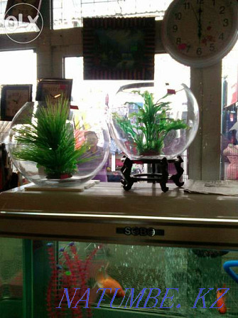 Продаются круглые заводские аквариумы Балуана Шолака - изображение 1
