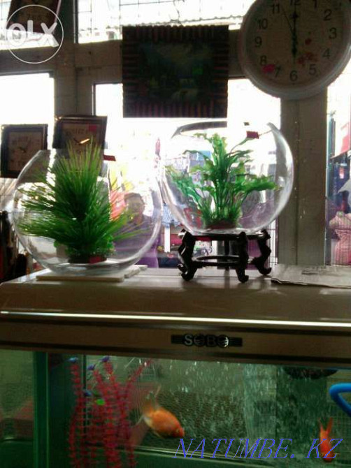 Round factory aquariums for sale Балуана Шолака - photo 1
