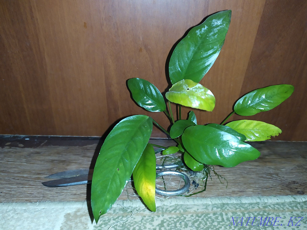 Аквариумное растение Анубиас. Недорогие аквариумы. Алматы - изображение 1