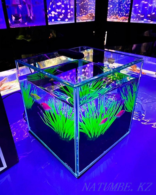 Аквариумы COLLAR в зоомагазине «Живой Уголок» Алматы - изображение 1