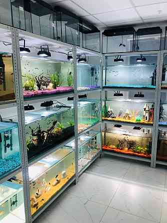Аквариумные рыбки! Современная студия аквариумов! Астана