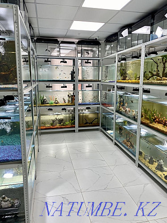 Аквариумные рыбки! Современная студия аквариумов! Астана - изображение 1