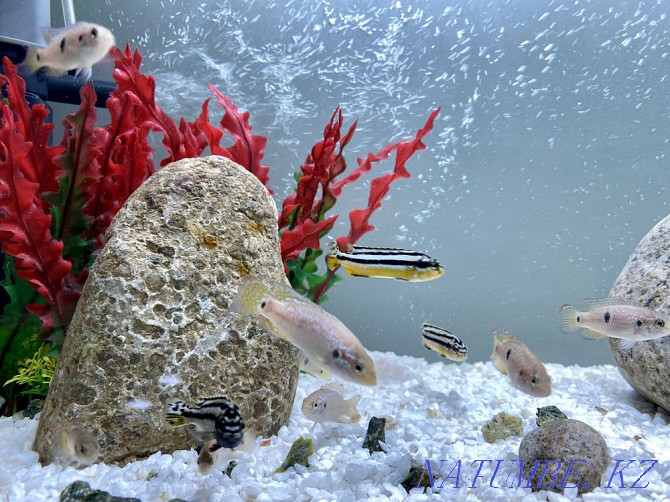 Аквариумные рыбки! Современная студия аквариумов! Астана - изображение 3