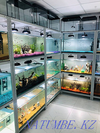 Аквариумные рыбки! Современная студия аквариумов! Астана - изображение 2