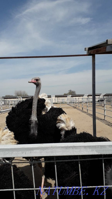 African ostriches Almaty - photo 2