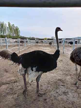 Продам племенных страусов Almaty