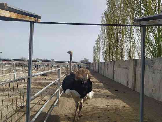 Продам племенных страусов  Алматы