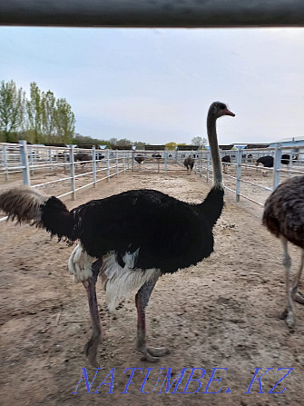 Продам племенных страусов Алматы - изображение 1