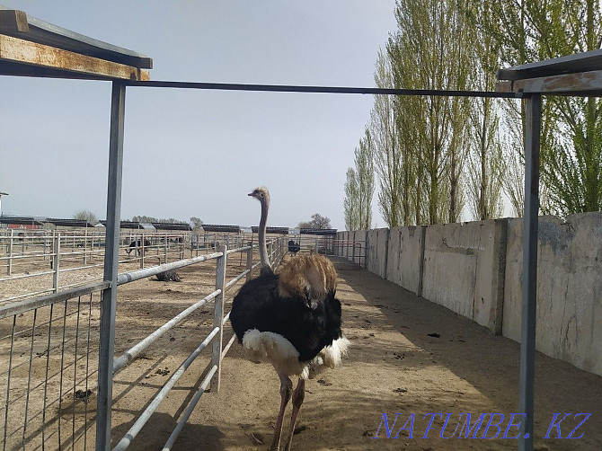 Продам племенных страусов Алматы - изображение 2