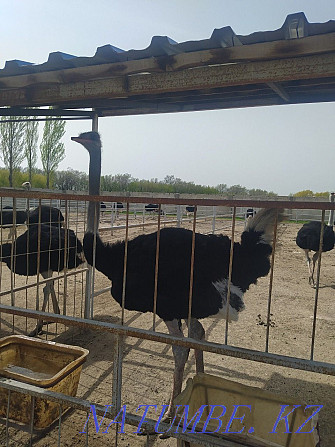 Sell breeding ostriches Almaty - photo 3