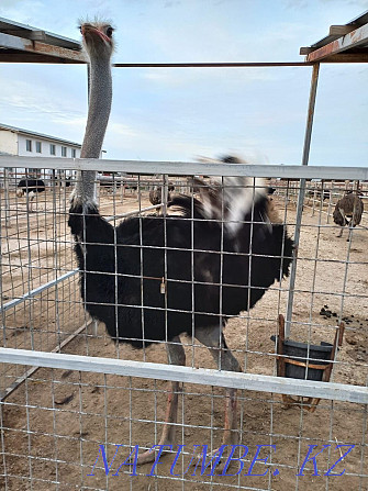 Sell breeding ostriches Almaty - photo 4