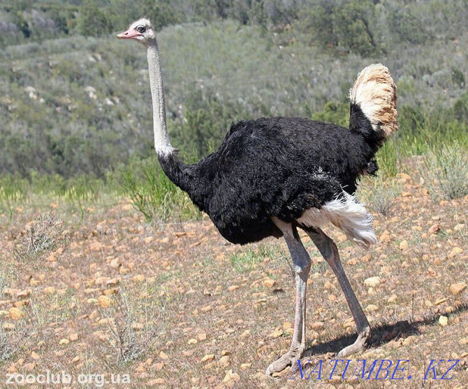 Продам Африканский страус Алматы - изображение 1