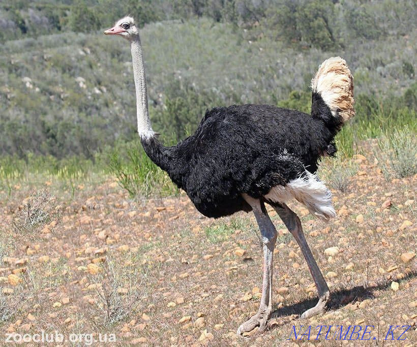 Sell African ostrich Almaty - photo 1