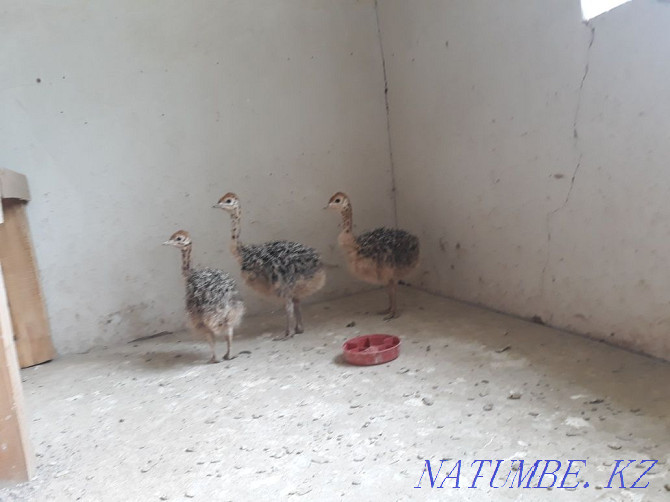 Ostrich chicks monthly  - photo 4