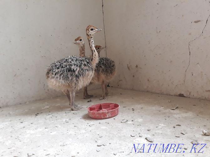 Ostrich chicks monthly  - photo 3