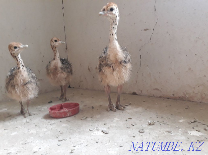 Ostrich chicks monthly  - photo 1