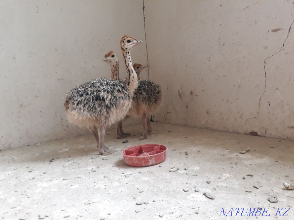 Цыпляты страуса месячные  - изображение 3