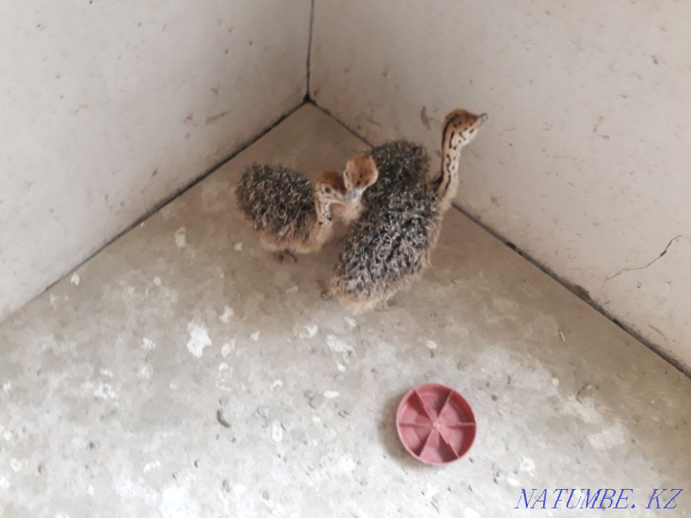 Цыпляты страуса месячные  - изображение 2