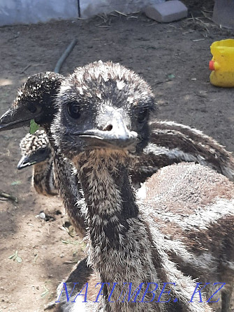 Australian emu Кыргауылды - photo 2