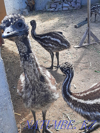 Australian emu Кыргауылды - photo 3