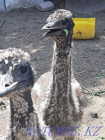 Australian emu Кыргауылды - photo 1