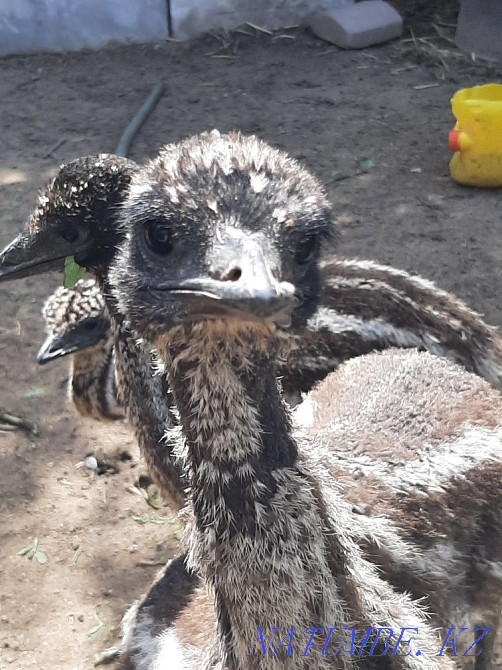 Австралиеиский страус эму Кыргауылды - изображение 2