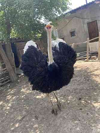 страусы страусы Turkestan