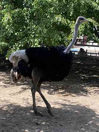 страусы страусы Туркестан