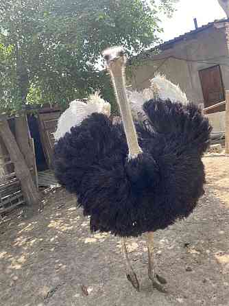 страусы страусы Туркестан