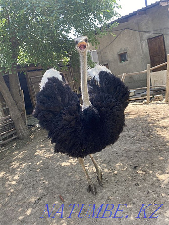 страусы страусы Туркестан - изображение 3