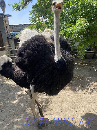 страусы страусы Туркестан - изображение 1
