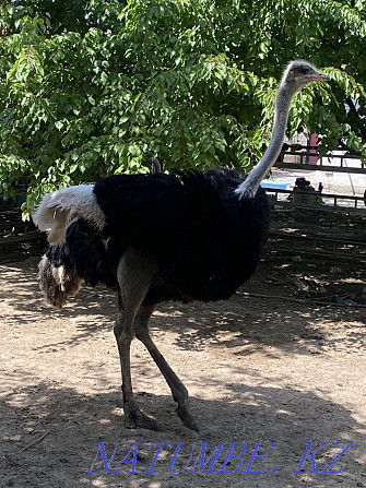 ostriches ostriches Turkestan - photo 4