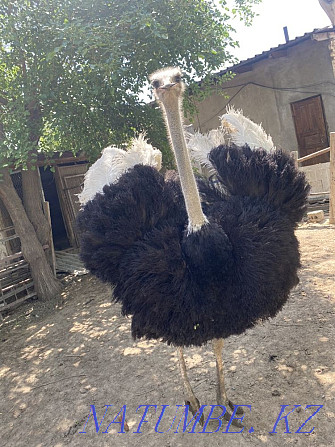 ostriches ostriches Turkestan - photo 2