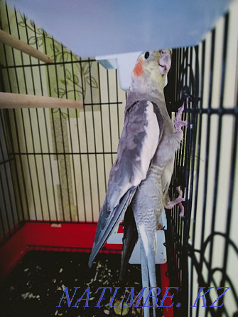 Попугай с клеткой Павлодар - изображение 2