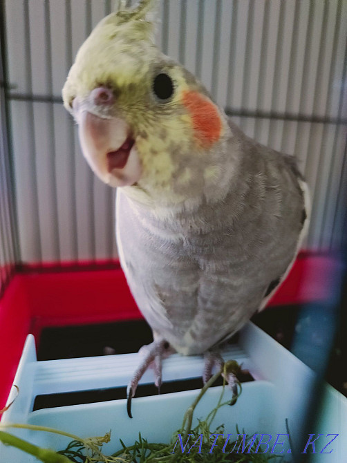 Попугай с клеткой Павлодар - изображение 1