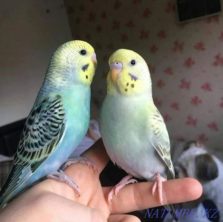 Шымкенттегі жас тотықұстар Шымкент - изображение 2