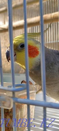 Corella parrots (pair) + two cages Shymkent - photo 2